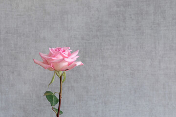 One pink rose flower on a gray wall background with a copy of the text space. A minimalistic image of a rose as a symbol of beauty, sophistication or loneliness.