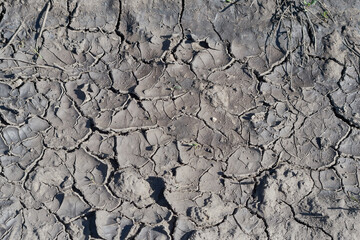 Deep cracks in the dry land, which has not been alive for a long time