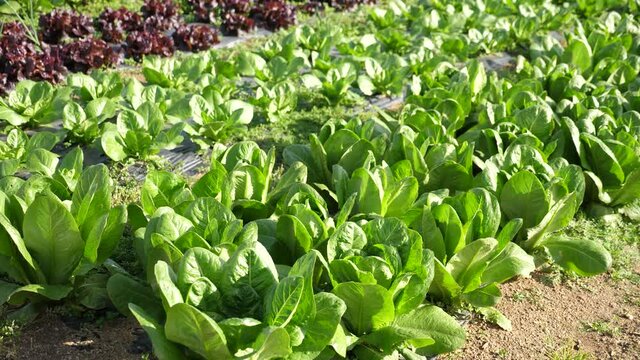 Geen chard growing in rows in a field on a vegetable farm. High quality 4k footage