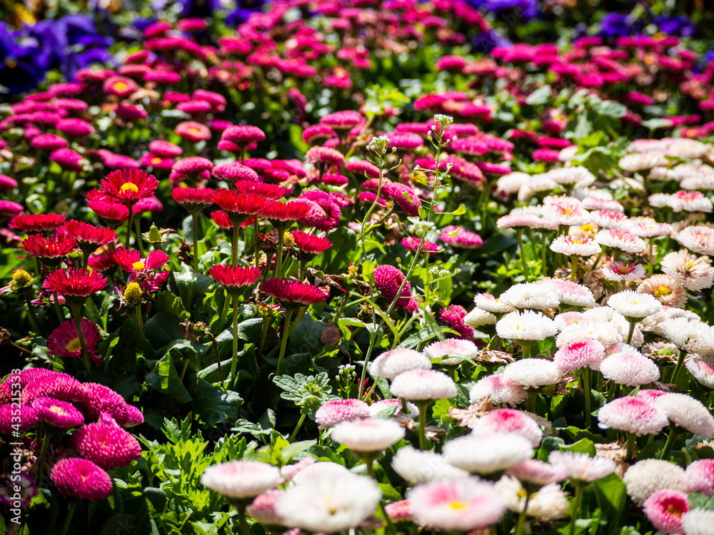 Wall mural small flower park and garden in japan