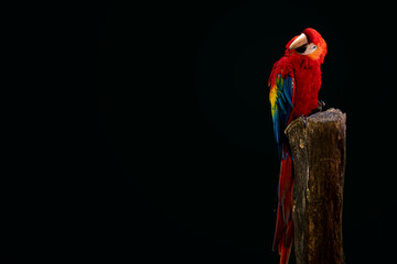 Colorful parrot in dark/black background