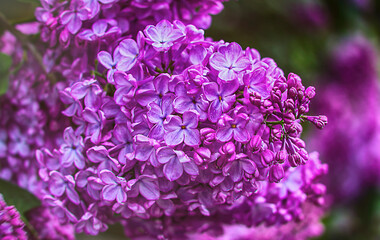 lilac flowers bloom in spring