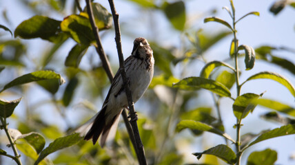blackbird on a branch