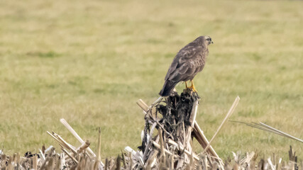 red tailed hawk