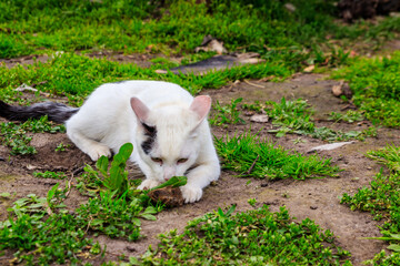 White cat caught a mouse in grass