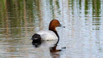 great crested grebe