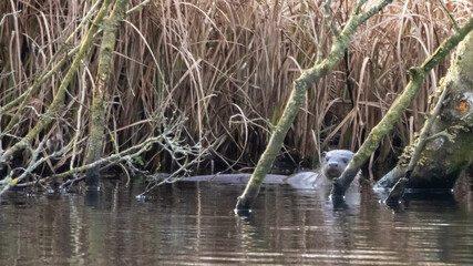 reeds in the water