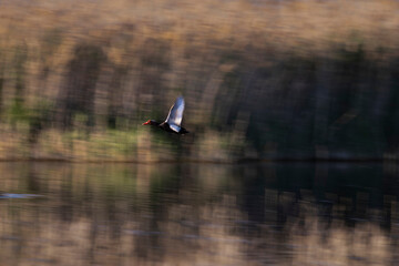 Flying birds in nature. Abstract nature. Motion blur background. 