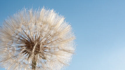 Macro nature. dandelion at sky background. Freedom to Wish. Dandelion silhouette fluffy flower.