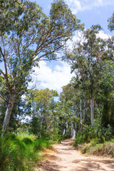 Fototapeta na wymiar Path in the eucalyptus forest between the trees in the sunlight on the background of the sky with clouds