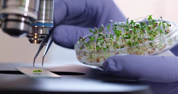 A scientist puts several young green lettuce sprouts on a glass slide under a microscope magnification, close-up. Study of the properties of a new salad.