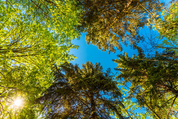 Spring in the deciduous forest. View of the tops of the trees in the sunlight from the ground level