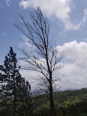 Tree in the sky