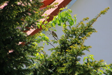 Eine Schwalbe auf einem Baum