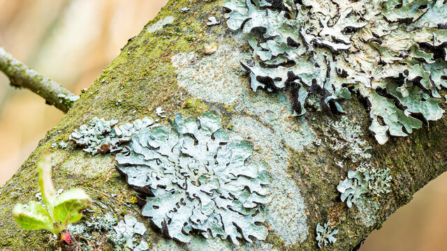 Lichen Parmelia sulcata on tree bark, super macro 