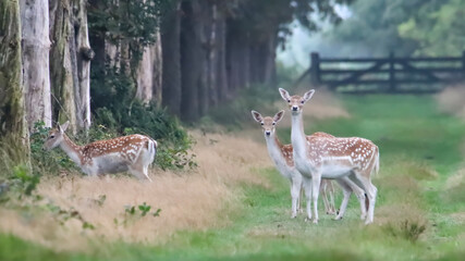 deer in the forest