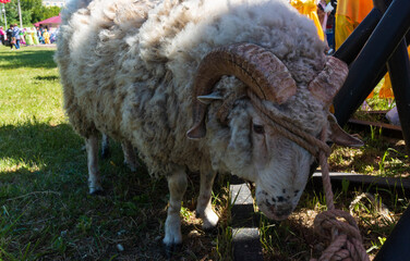 two rams with twisted horns