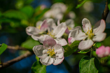 Obraz na płótnie Canvas Gentle pink apple blossom on a spring branch outdoors
