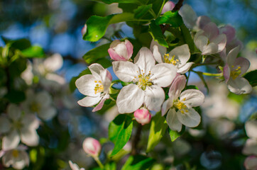 Gentle pink apple blossom on a spring branch outdoors