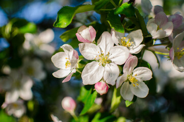 Gentle pink apple blossom on a spring branch outdoors