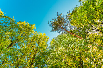 Fototapeta premium Spring in the deciduous forest. View of the tops of the trees in the sunlight from the ground level