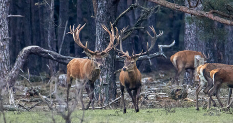 deer in the woods