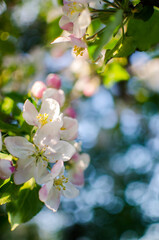 Gentle pink apple blossom on a spring branch outdoors
