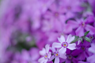 Fototapeta na wymiar Small phlox flowers for spring garden decoration
