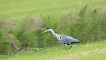 grey heron ardea cinerea