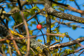 Eichapfel, Galle der Gallwespe an einer Eiche