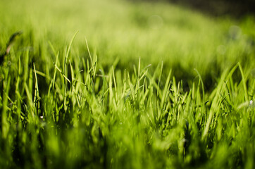 Fresh juicy green grass for summer
