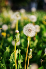 Delicate and light dandelion flowers outdoors