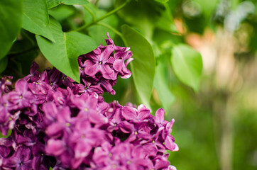 Blooming branch of lilac in the open air blooms in May