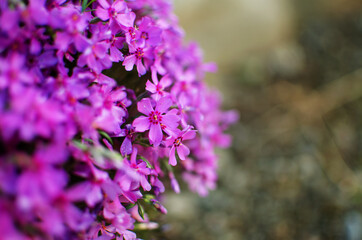 Obraz premium Small phlox flowers for spring garden decoration