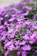 Obraz premium Small phlox flowers for spring garden decoration