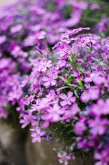 Small phlox flowers for spring garden decoration