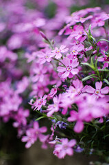 Small phlox flowers for spring garden decoration