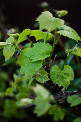 Abstraction growing green leaves on a light background outdoors
