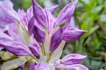 Fototapeta premium Beautiful flowering rhododendrons