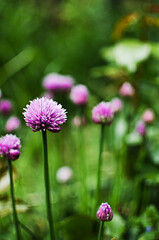 Obraz premium Onions are for flavor and taste for many dishes