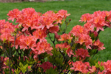 Beautiful flowering rhododendrons