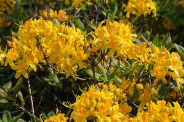 Beautiful flowering rhododendrons