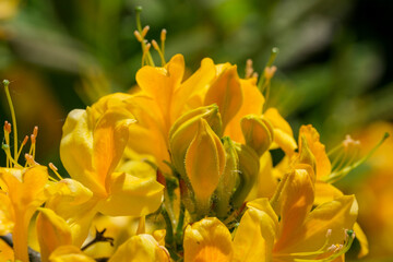 Beautiful flowering rhododendrons