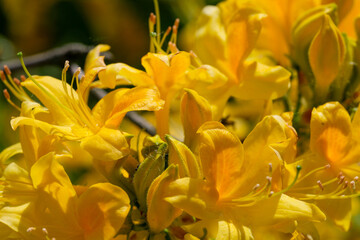 Fototapeta premium Beautiful flowering rhododendrons
