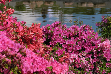Obraz premium Beautiful flowering rhododendrons