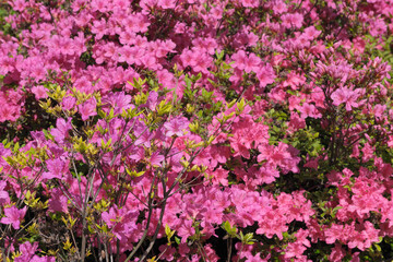 Obraz premium Beautiful flowering rhododendrons