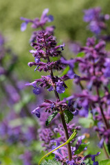 Obraz premium Blooming wild sage