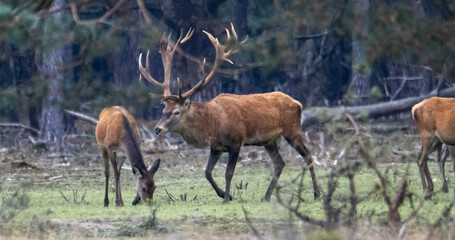 deer stag