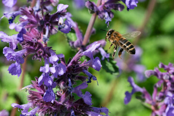 Blooming wild sage with a bee in flight