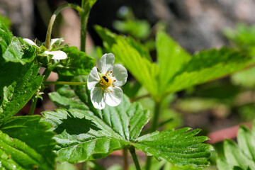 Strawberry blossoms close-up
